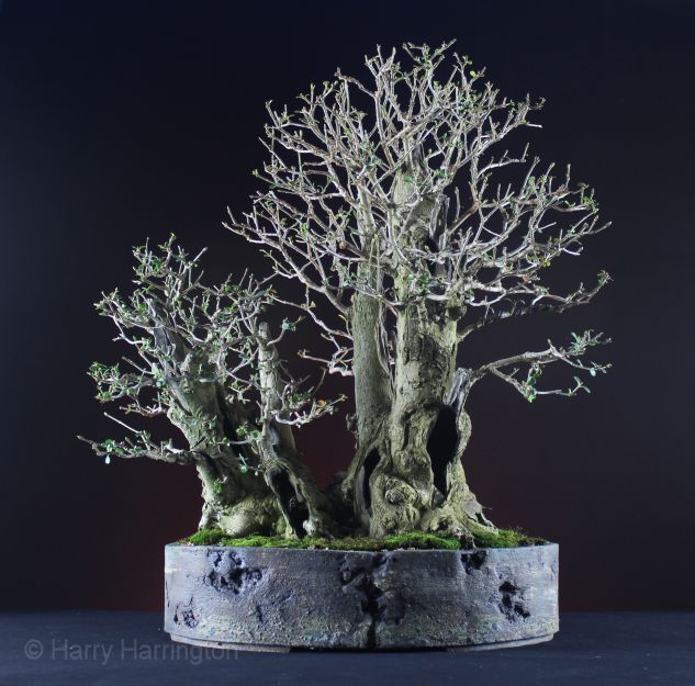 Privet bonsai clump